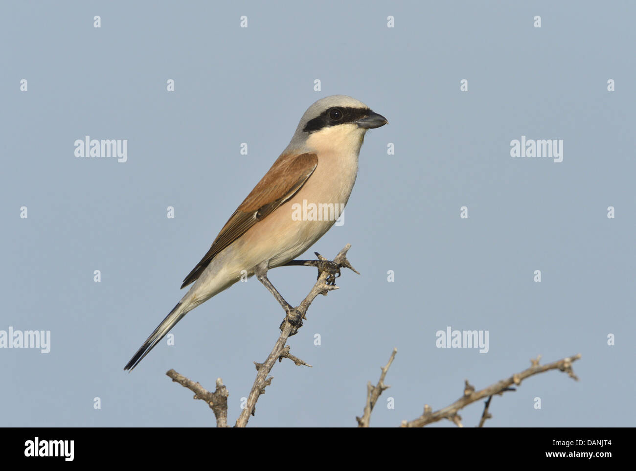 Red-backed Shrike Lanius collurio Stock Photo