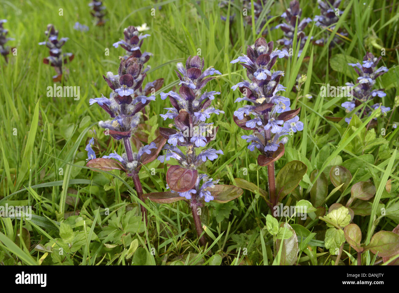 BUGLE Ajuga reptans (Lamiaceae) Stock Photo