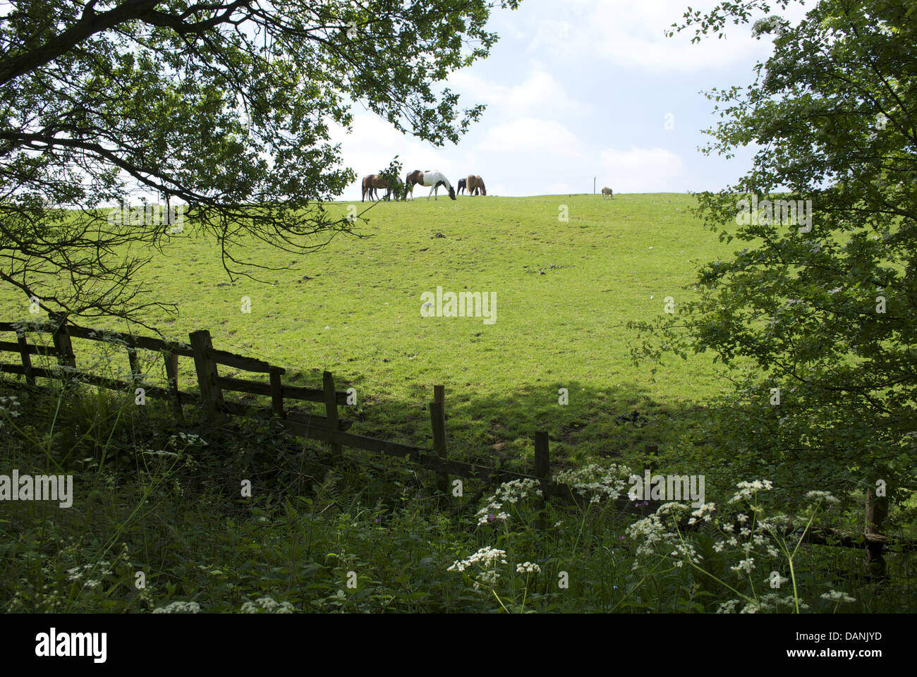 View of horses in distance across field with old broken wooden fence in foreground Stock Photo