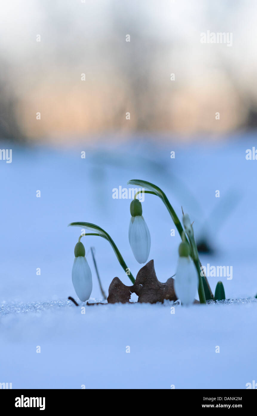 Common snowdrop (Galanthus nivalis) Stock Photo