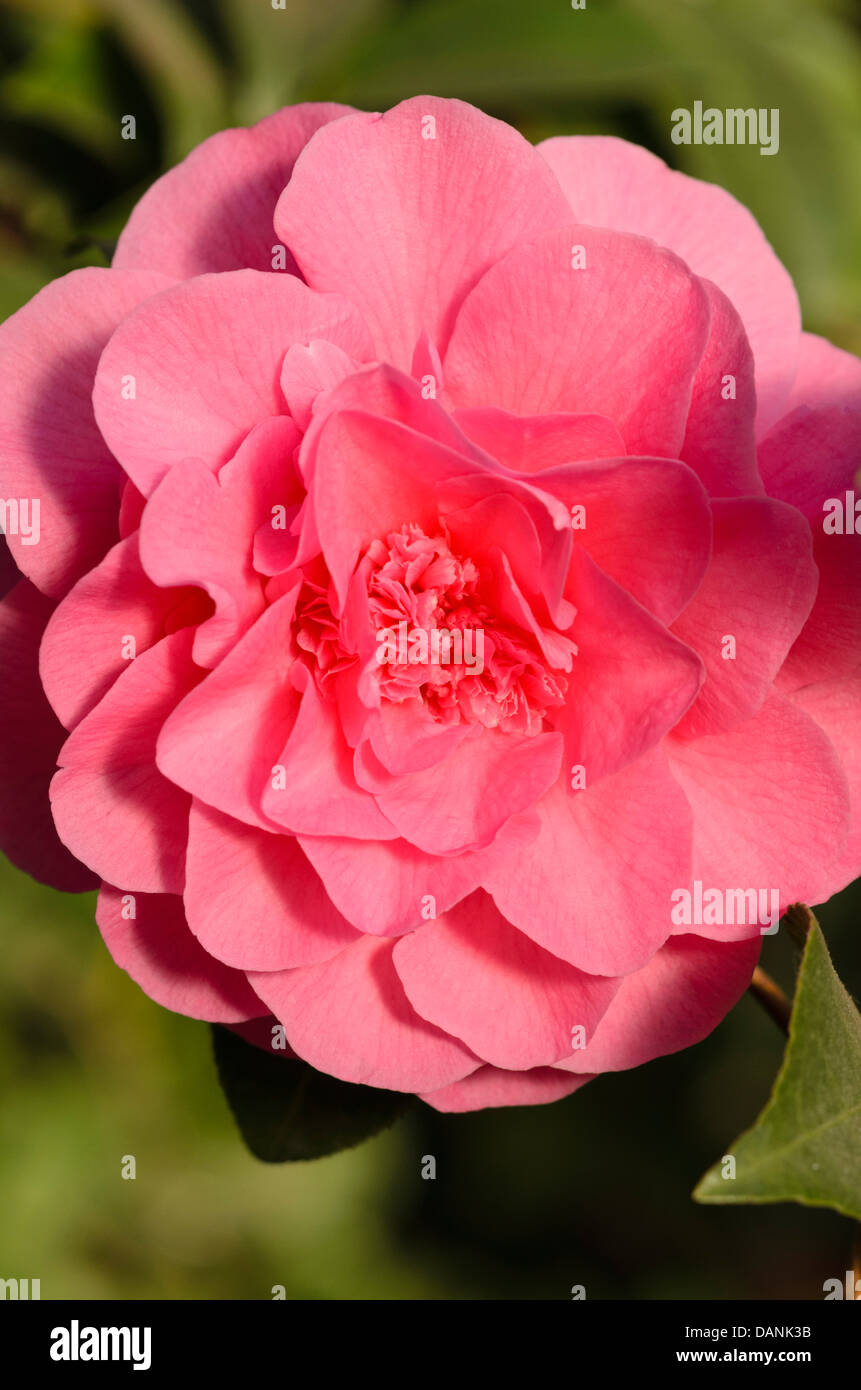 Japanese camellia (Camellia japonica 'Scentsation') Stock Photo