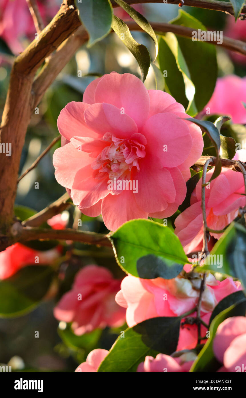 Japanese camellia (Camellia japonica 'Chandleri Elegans') Stock Photo