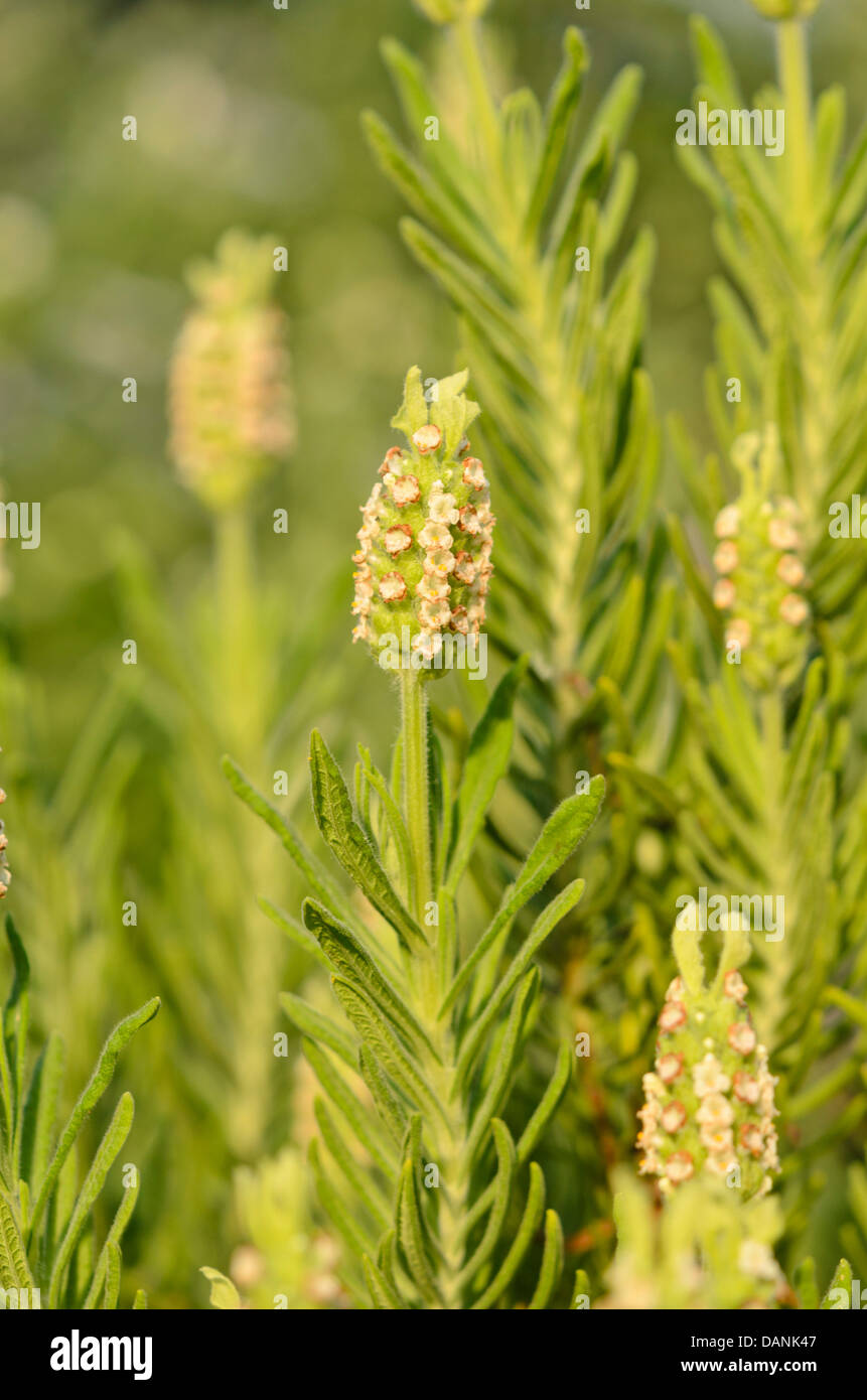 Yellow lavender (Lavandula viridis Stock Photo Alamy