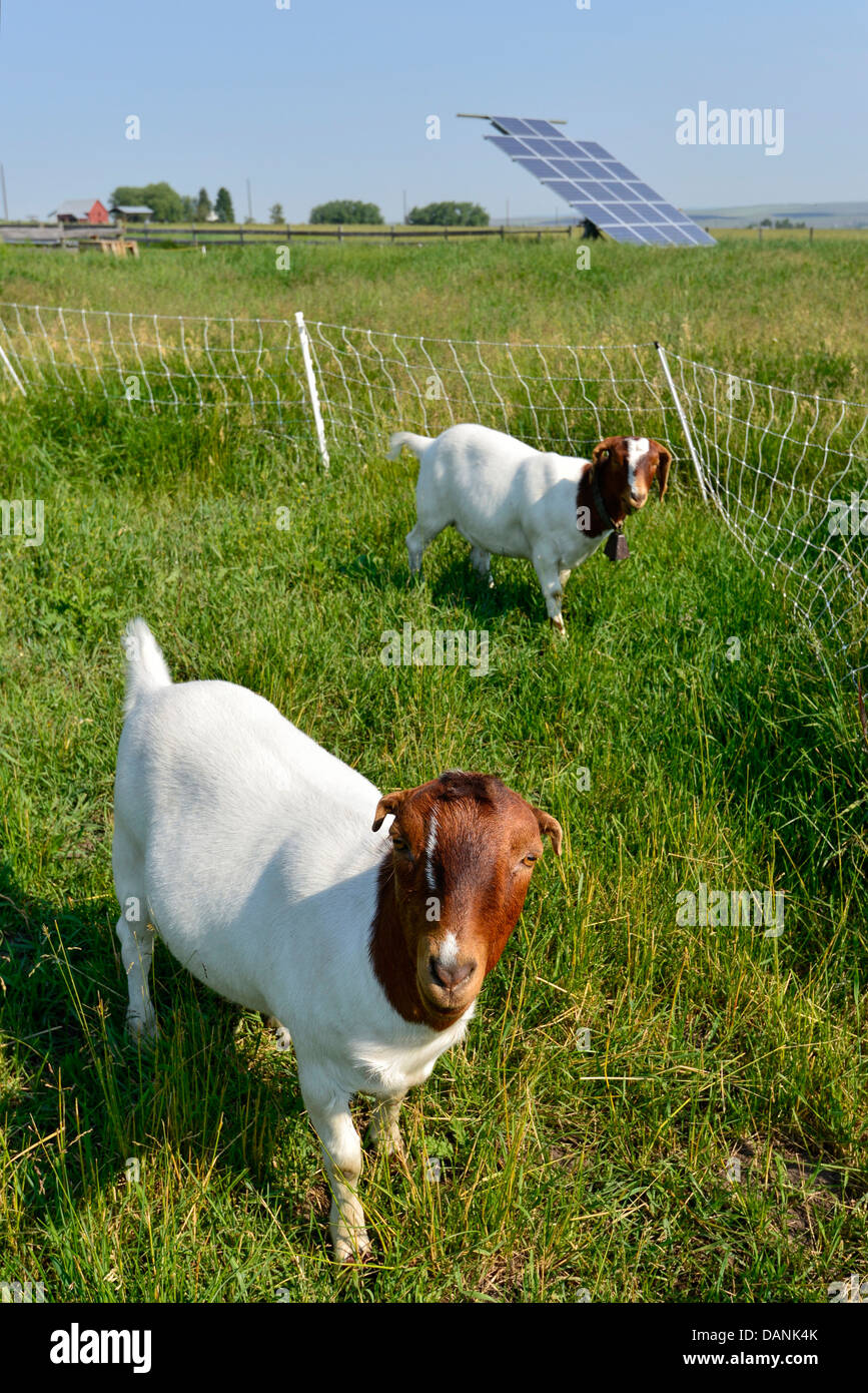 Goats in a pen with an electric fence on a farm in Oregon's Wallowa