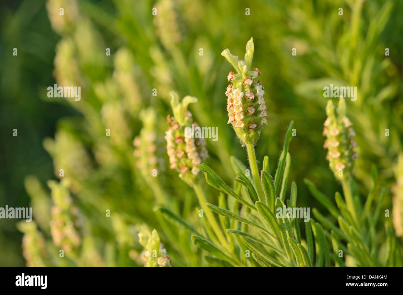 Yellow lavender (Lavandula viridis Stock Photo Alamy