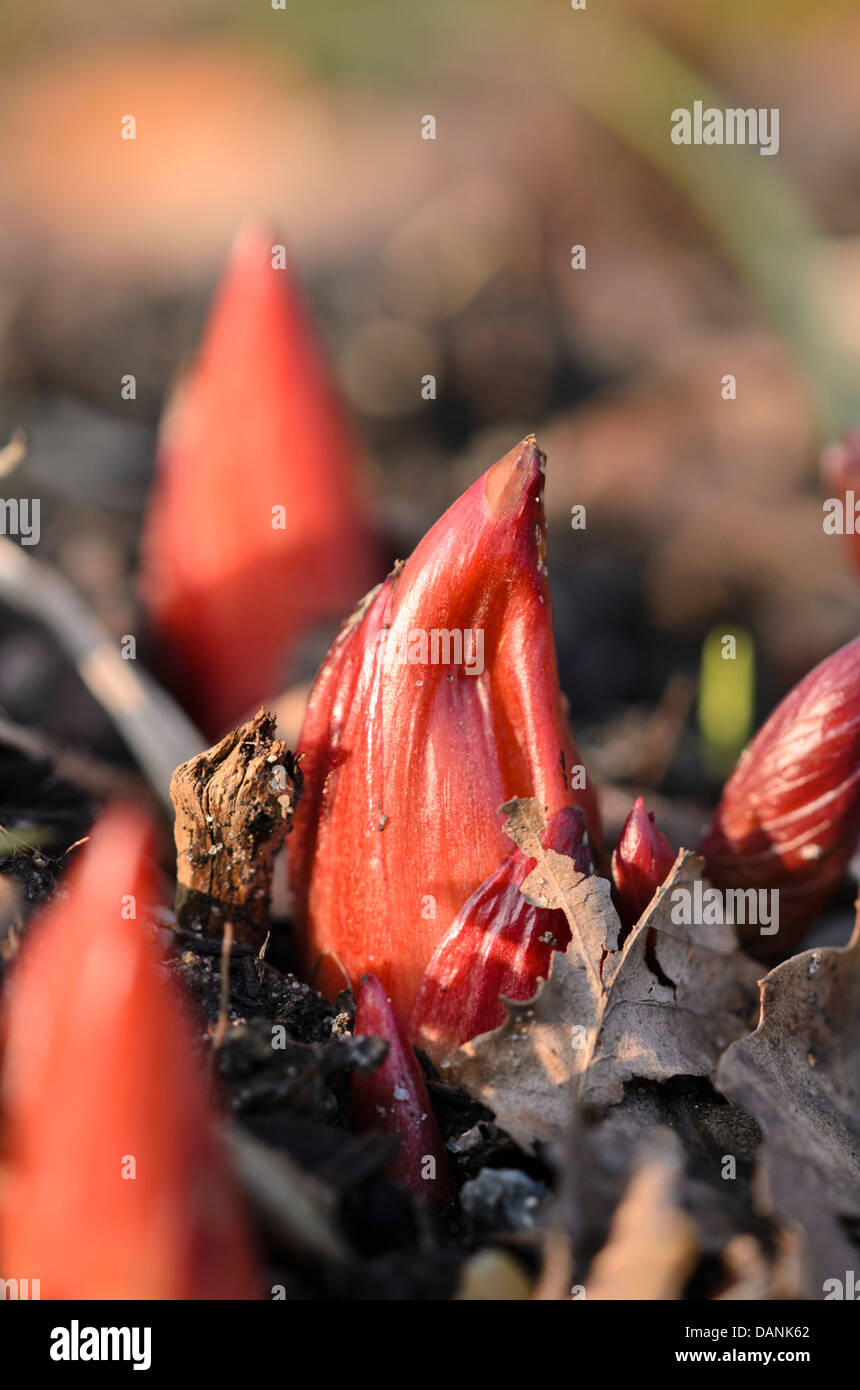 Scarlet peony (Paeonia peregrina) Stock Photo