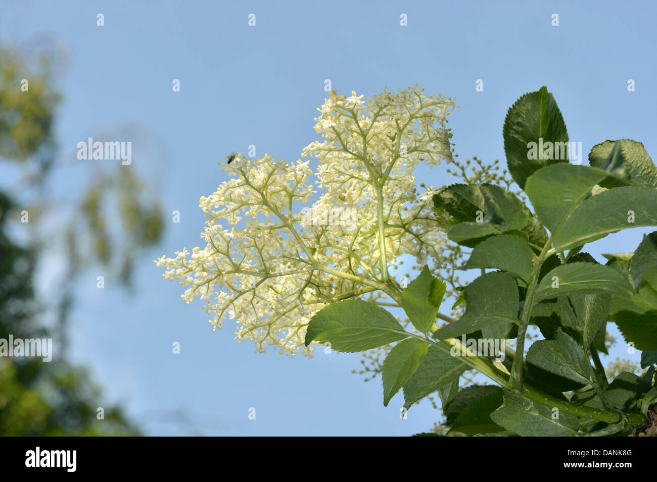 Elder Sambucus nigra Caprifoliaceae Stock Photo
