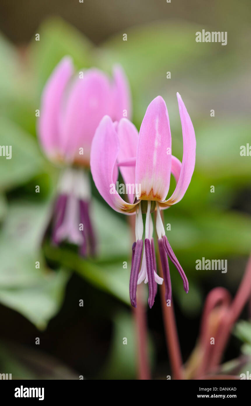 Dog's tooth violet (Erythronium dens-canis) Stock Photo