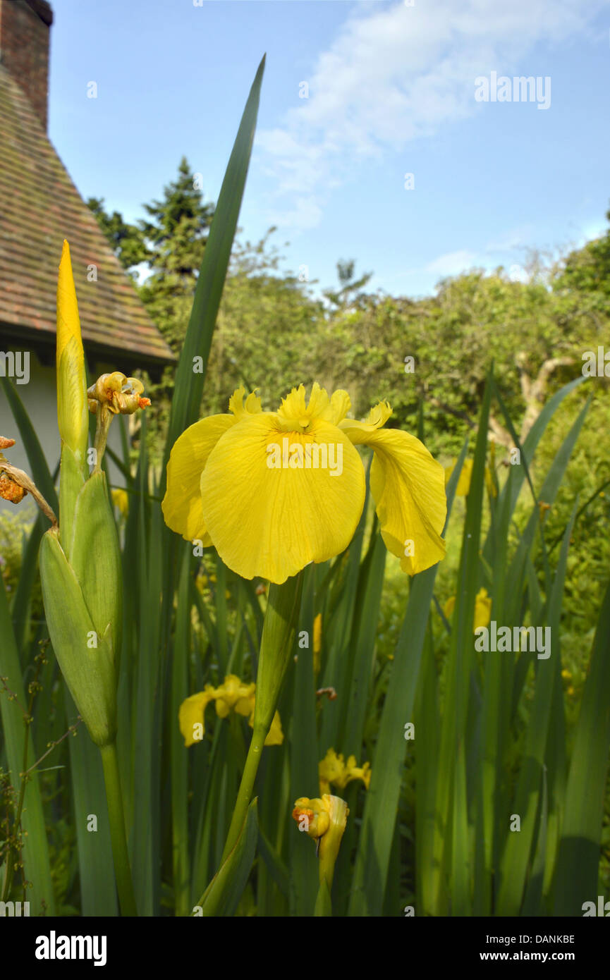Yellow iris hires stock photography and images Alamy