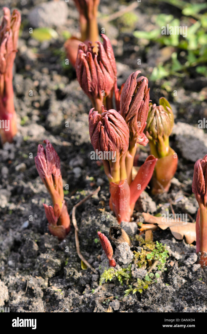 Common peony (Paeonia officinalis) Stock Photo