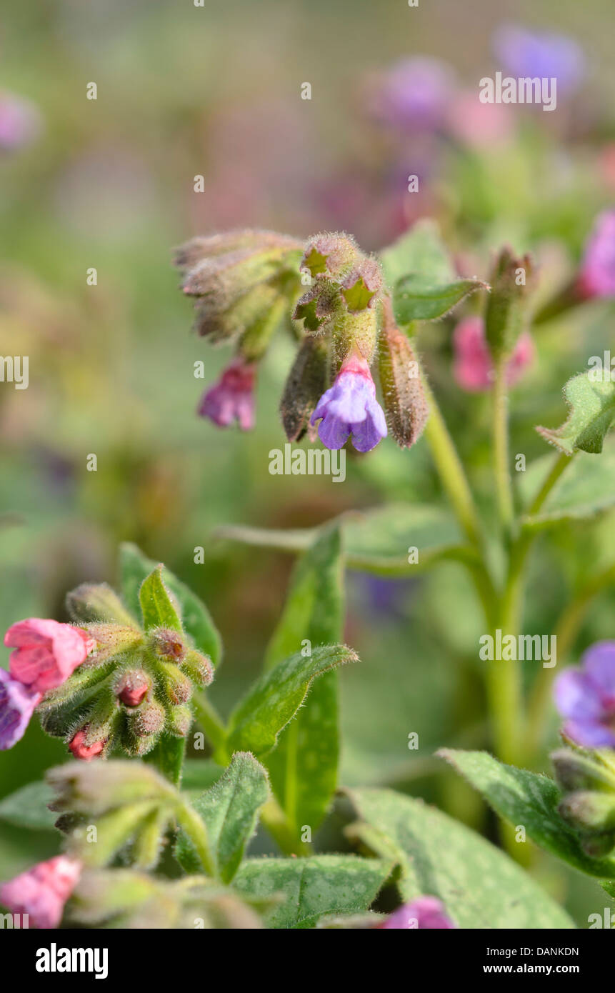 Common lungwort (Pulmonaria officinalis) Stock Photo