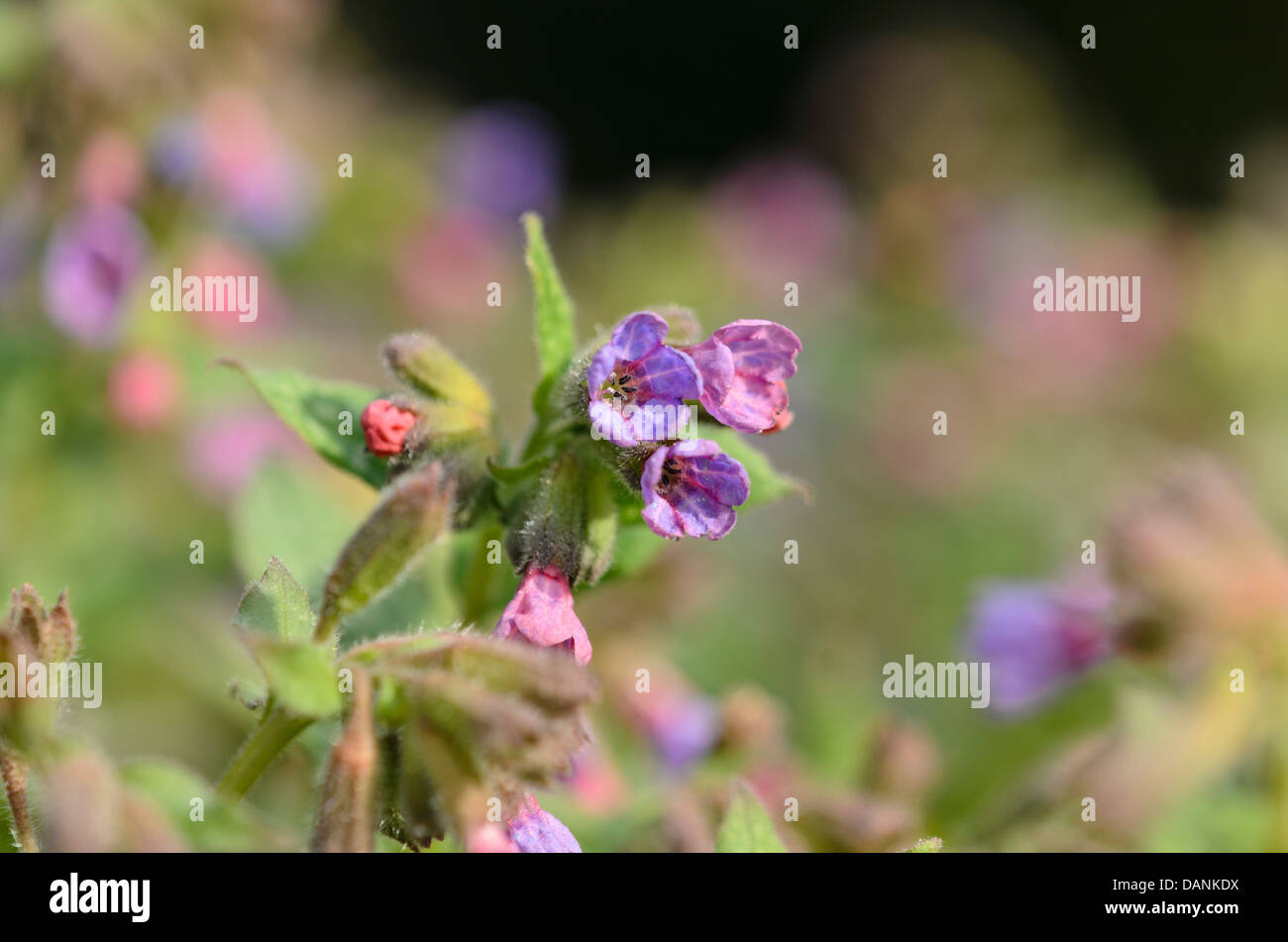 Common lungwort (Pulmonaria officinalis) Stock Photo