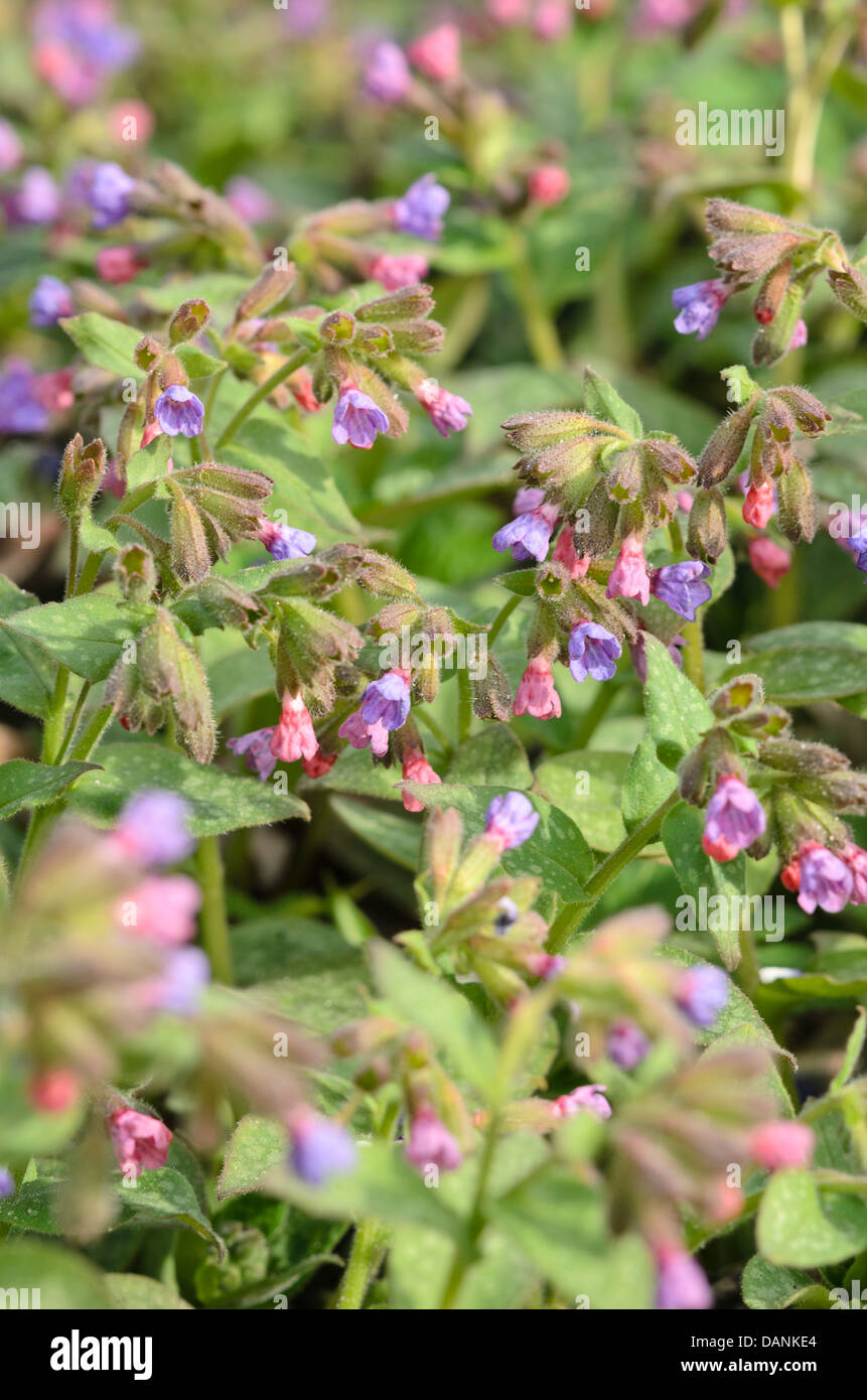 Common lungwort (Pulmonaria officinalis) Stock Photo