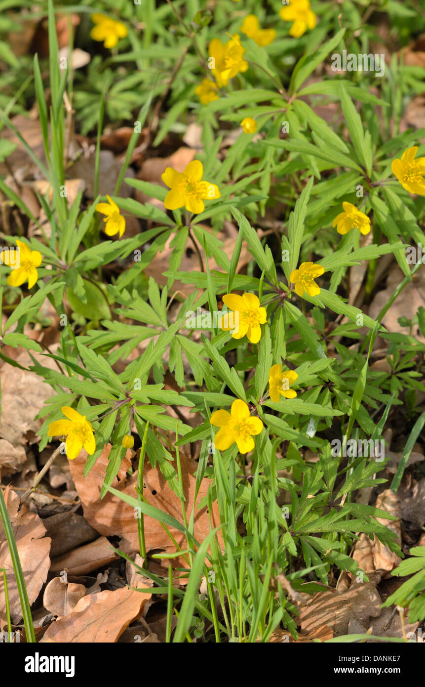 Yellow anemone (Anemone ranunculoides Stock Photo - Alamy
