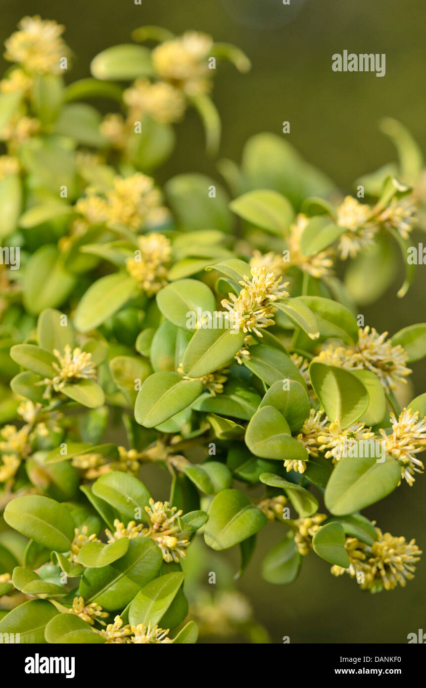 Common boxwood (Buxus sempervirens Stock Photo - Alamy