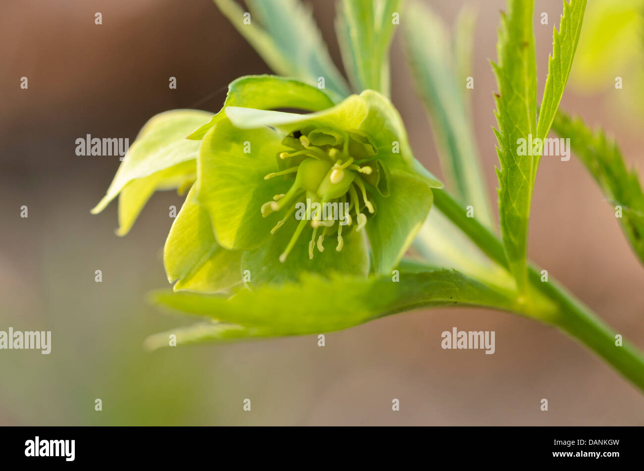 Green hellebore (Helleborus viridis Stock Photo Alamy