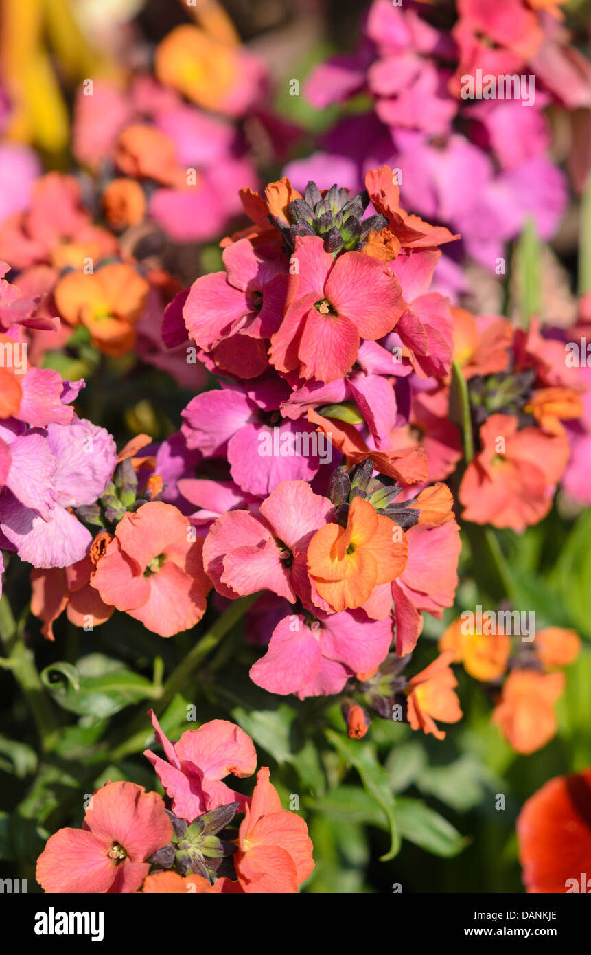 Aegean wallflower (Erysimum cheiri) Stock Photo