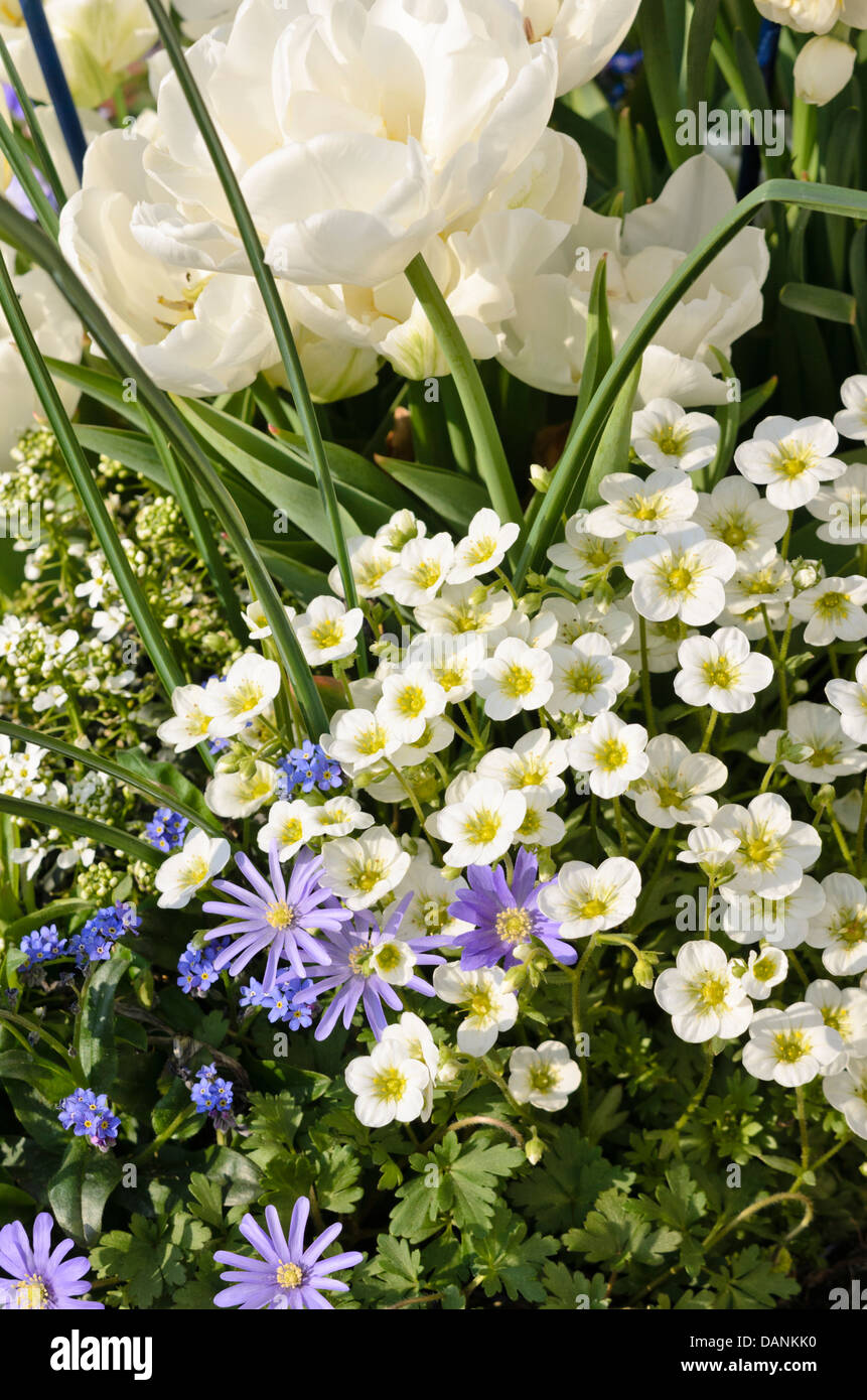 Saxifrages (Saxifraga), Grecian windflower (Anemone blanda) and tulips (Tulipa) Stock Photo