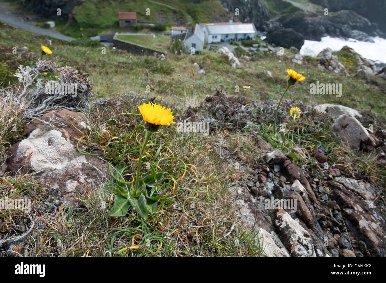 SPOTTED CAT’S-EAR Hypochaeris maculata (Asteraceae) at Kynance Cove, Cornwall Stock Photo