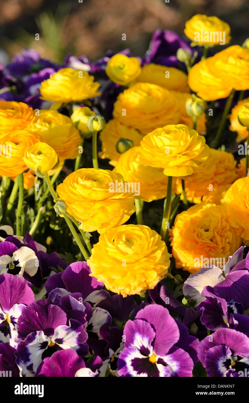 Turban buttercup (Ranunculus asiaticus) and violet (Viola) Stock Photo