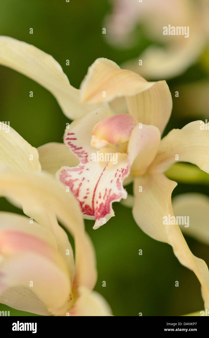 Irislike cymbidium (Cymbidium iridioides Stock Photo Alamy