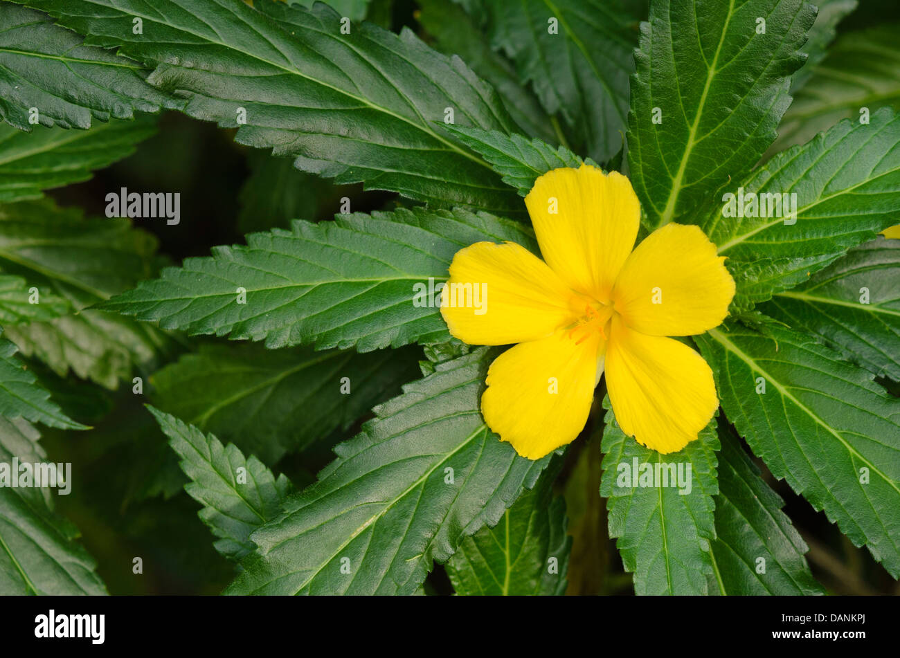 Yellow alder (Turnera ulmifolia) Stock Photo