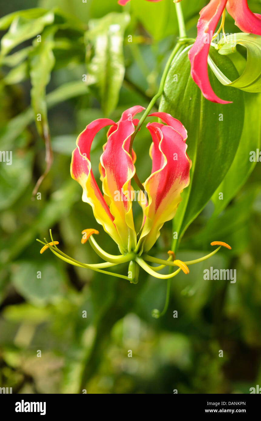 Glory lily (Gloriosa superba Stock Photo Alamy