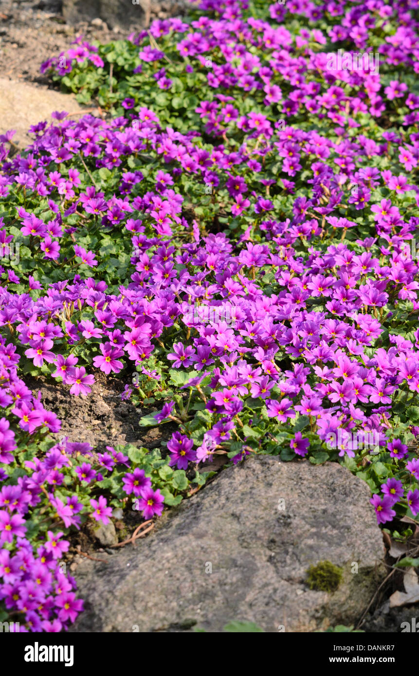 Purple primrose (Primula juliae) Stock Photo
