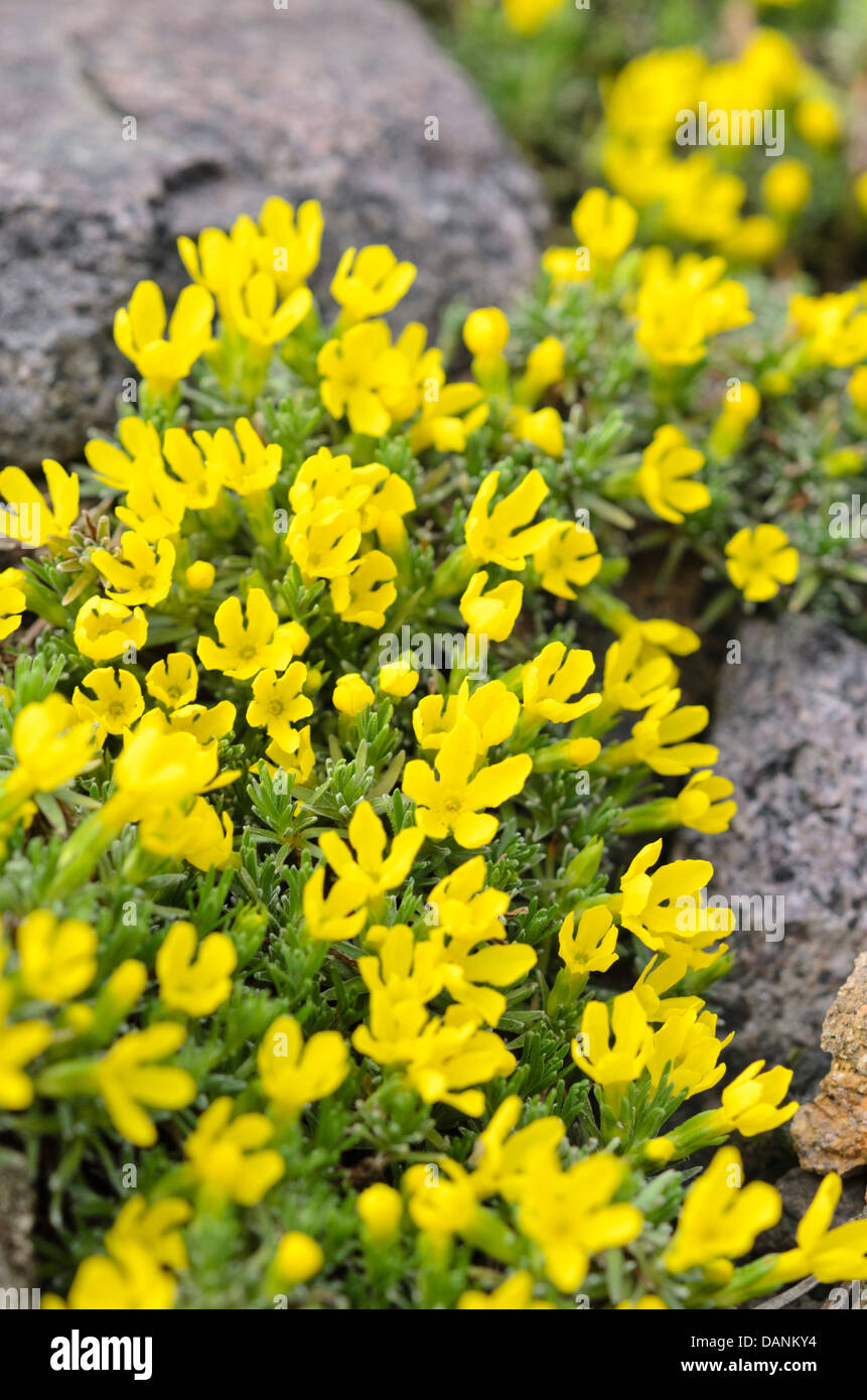 Rock jasmine (Androsace vitaliana syn. Vitaliana primuliflora) Stock Photo
