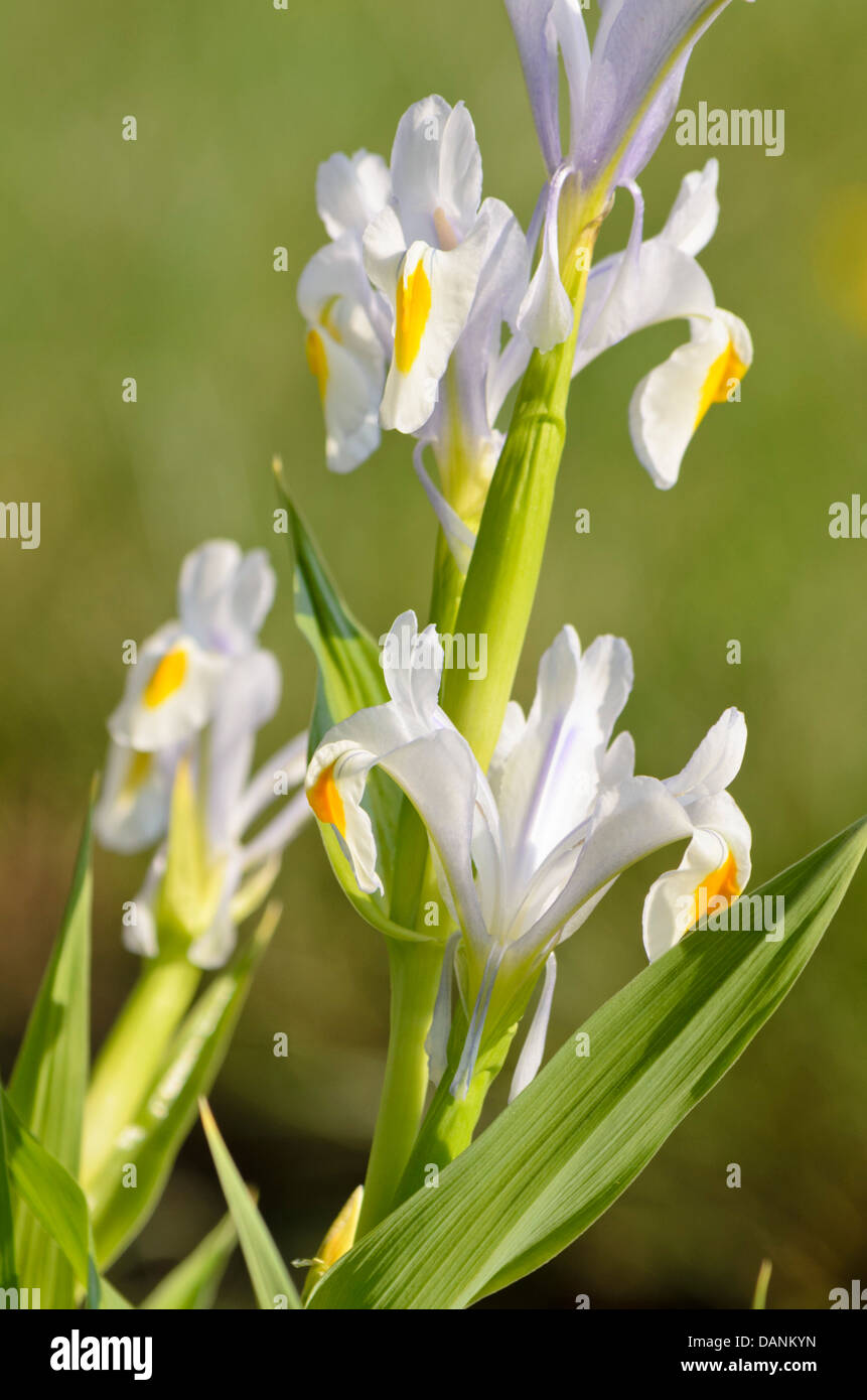 Iris (Iris magnifica) Stock Photo