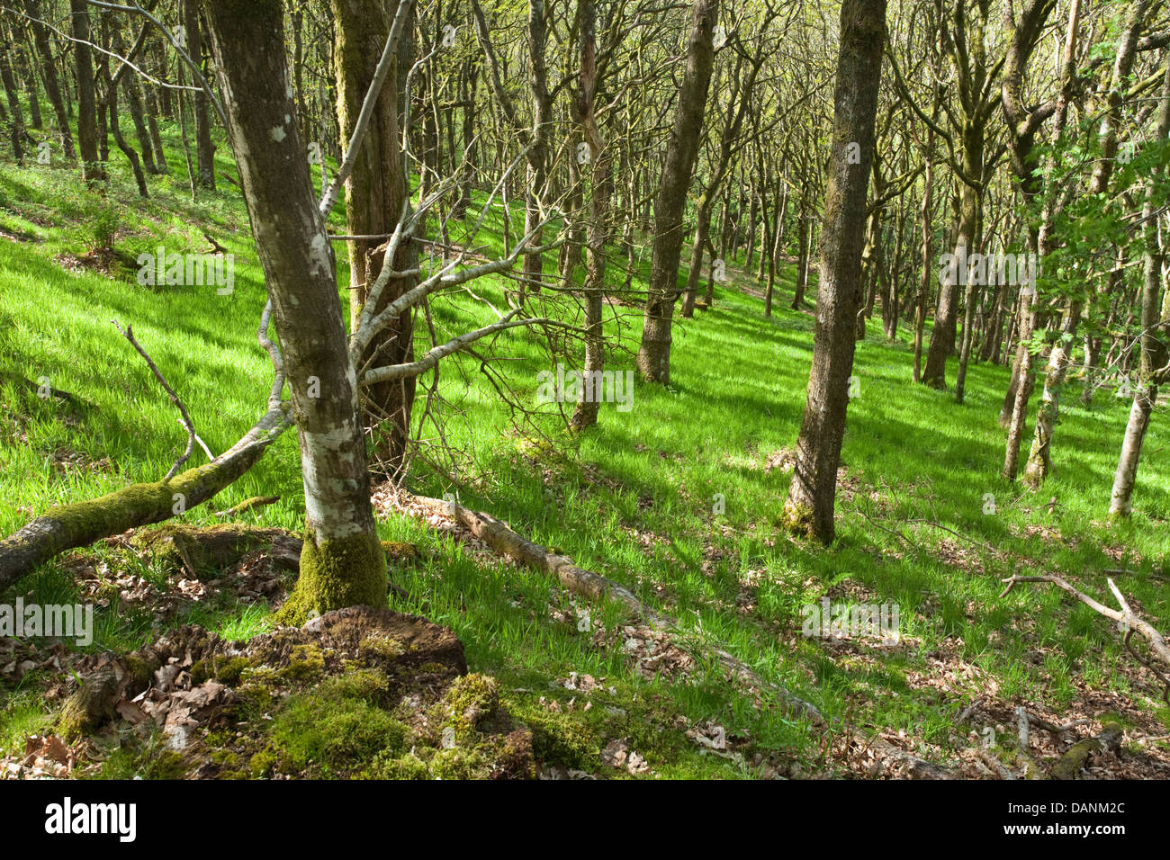 Hanging Sessile Oak Woodland at Gilfach Farm Nature Reserve, Rhayader, Radnorshire, Wales Stock Photo