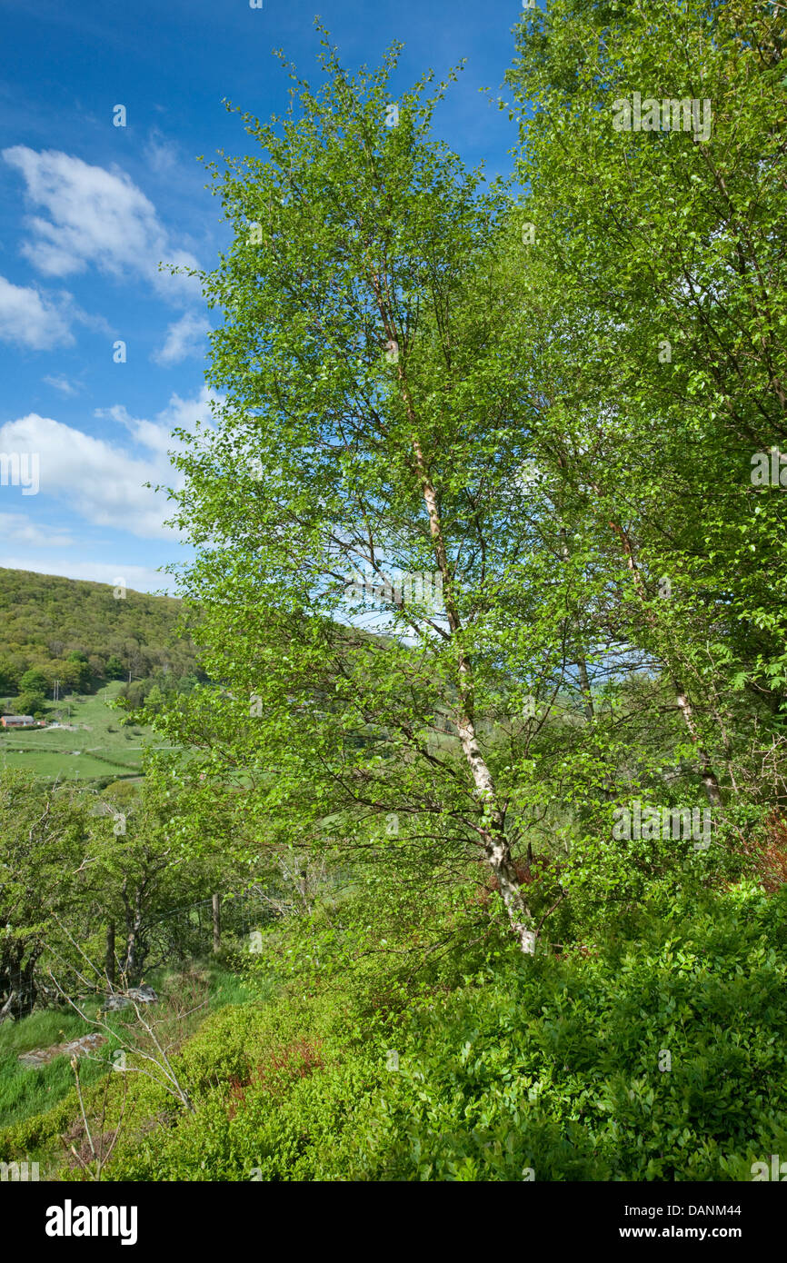 Downy Birch Betula pubescens Betulaceae at Gilfach Farm Nature Reserve, Radnorshire, Wales Stock Photo