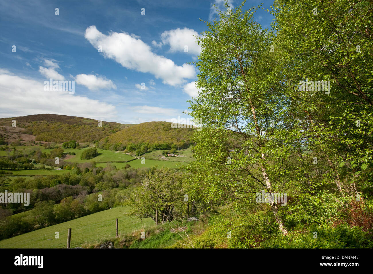 Downy Birch Betula pubescens Betulaceae at Gilfach Farm Nature Reserve, Radnorshire, Wales Stock Photo