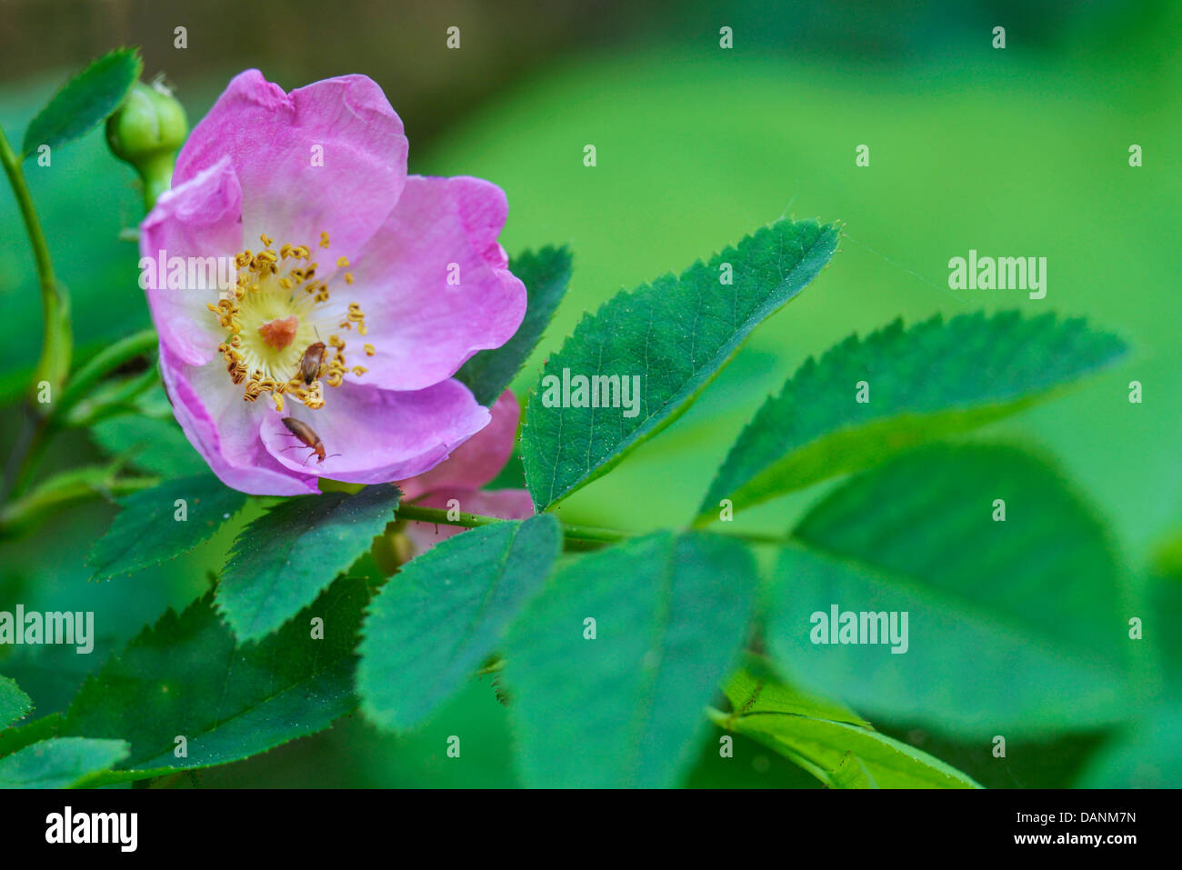 Wild rose in bloom, Wallowa Mountains, Oregon Stock Photo Alamy