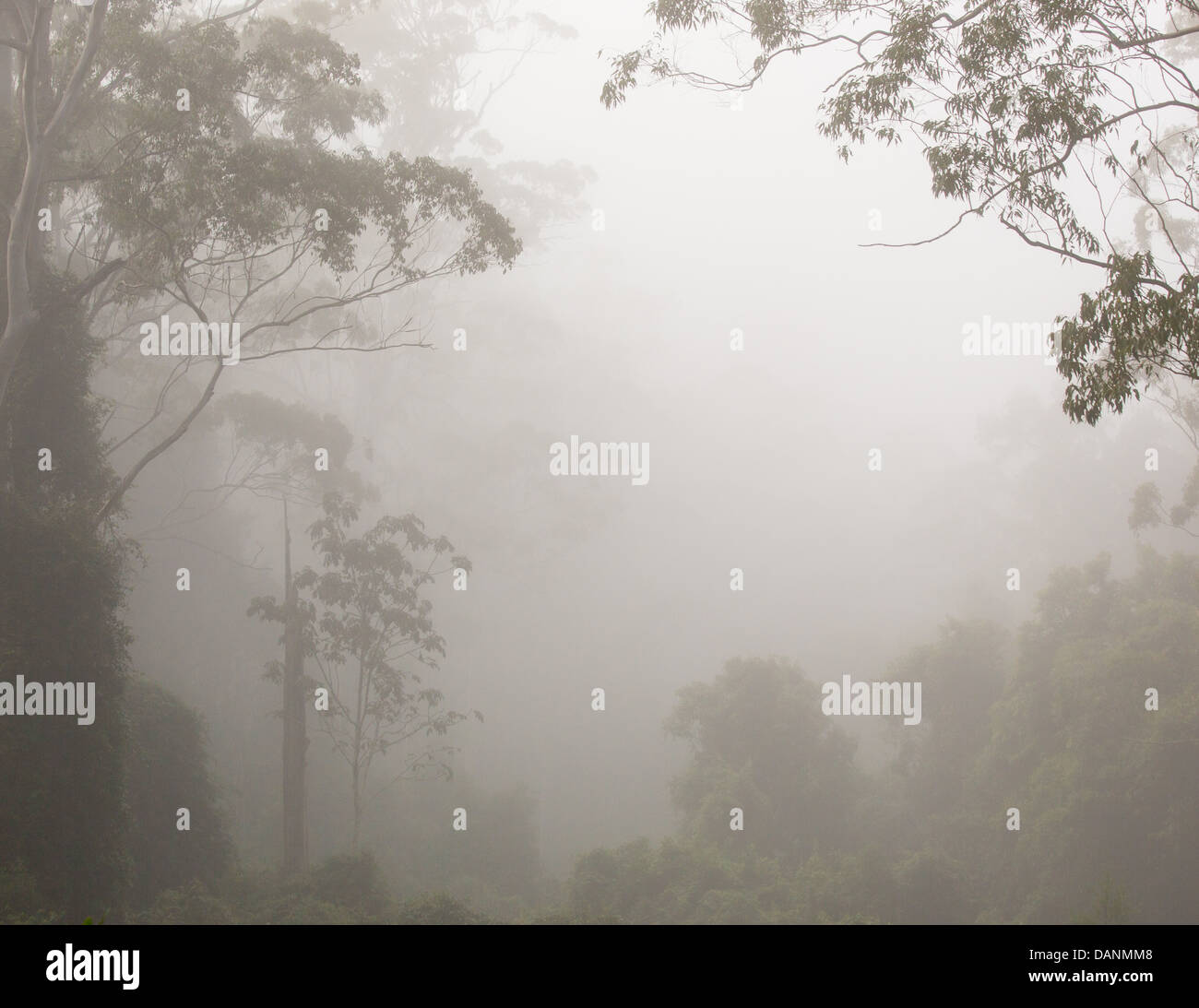 Tall eucalyptus forest shrouded in early morning mist, Watagans ...