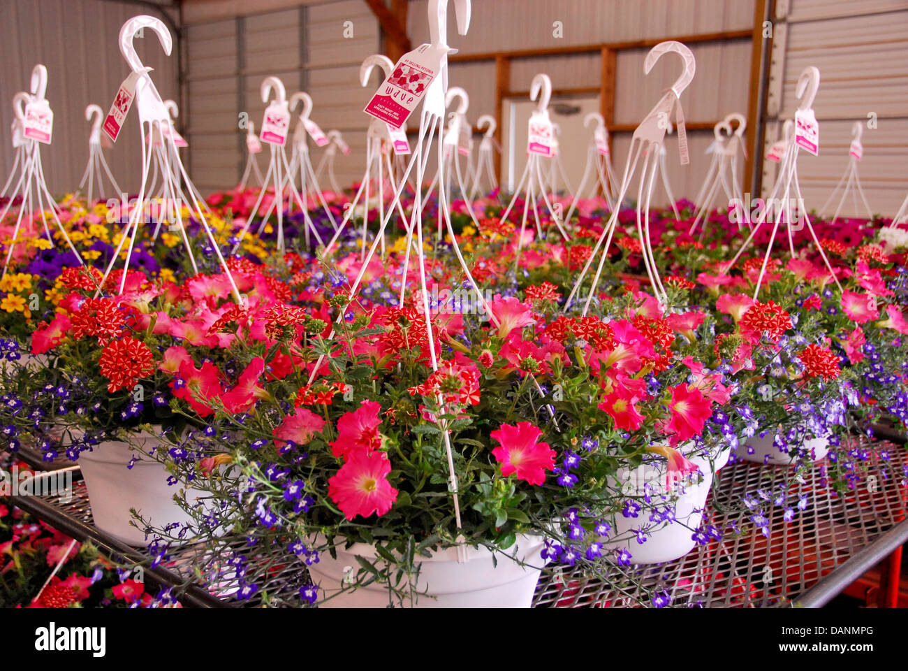 Flower auction at the Central Wisconsin Produce Auction in Withee