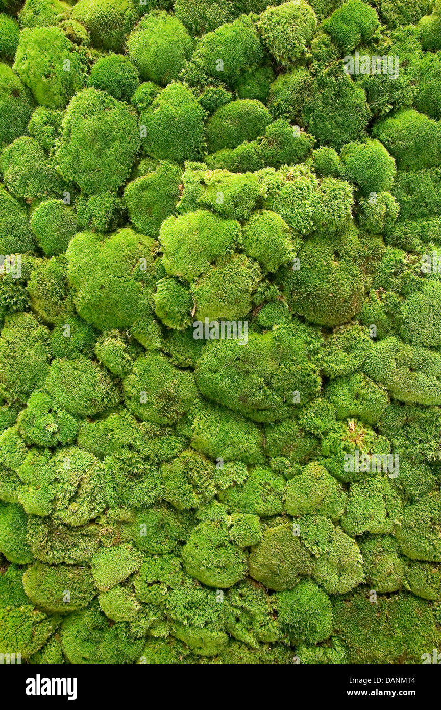A covering of clumps of bright green moss. Stock Photo