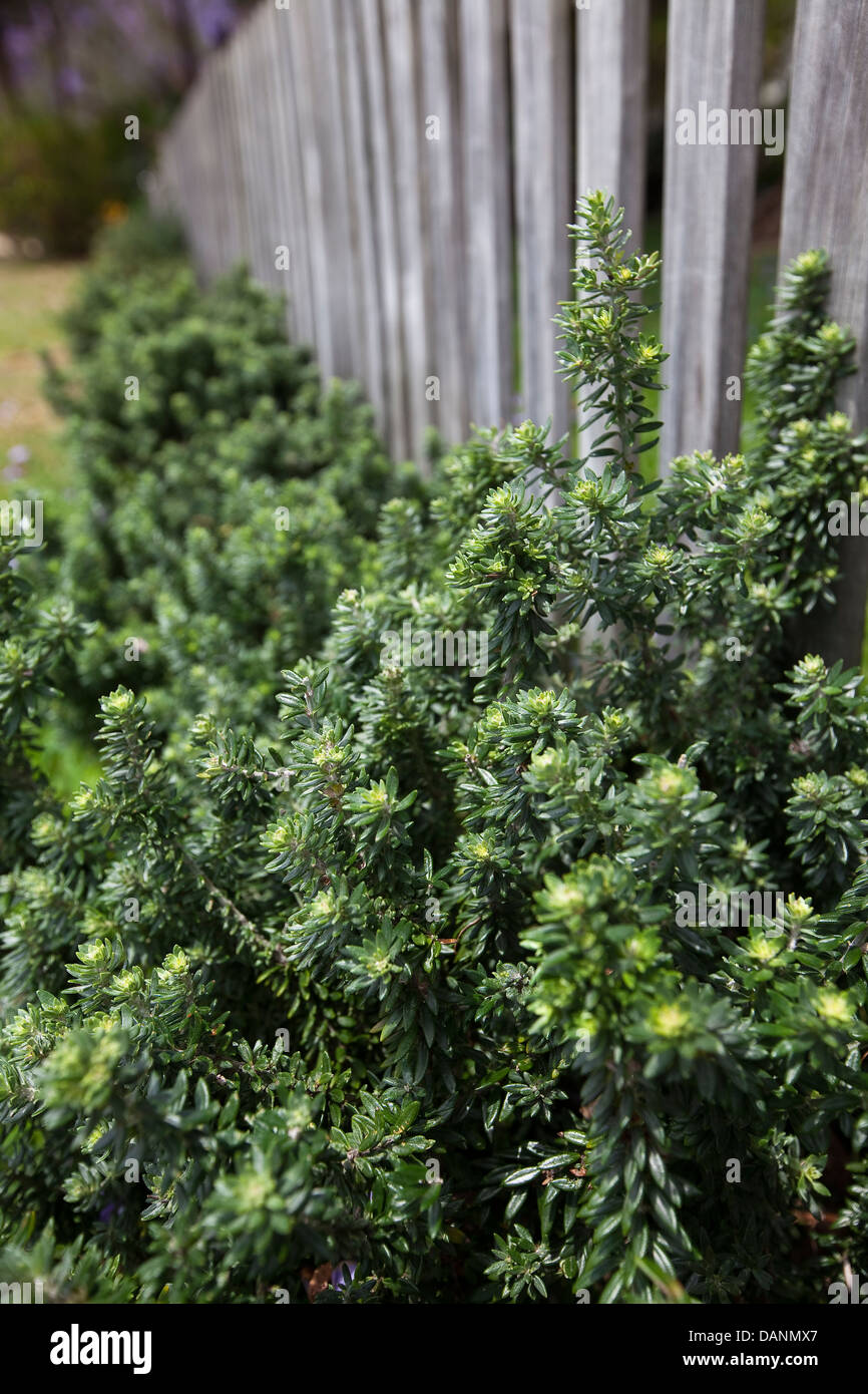 Green bushes of rosemary lining a garden fence. Stock Photo