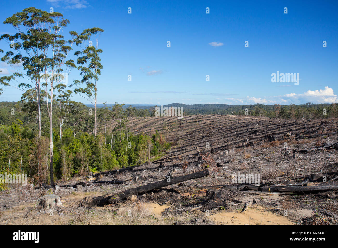View of deforested hills in the Watagan State Forest, NSW, Australia Stock Photo