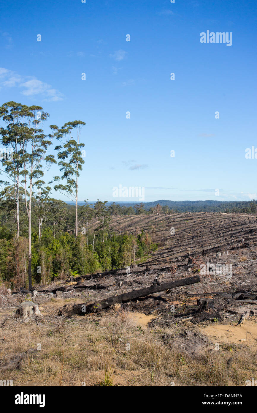 View of deforested hills in the Watagan State Forest, NSW, Australia Stock Photo