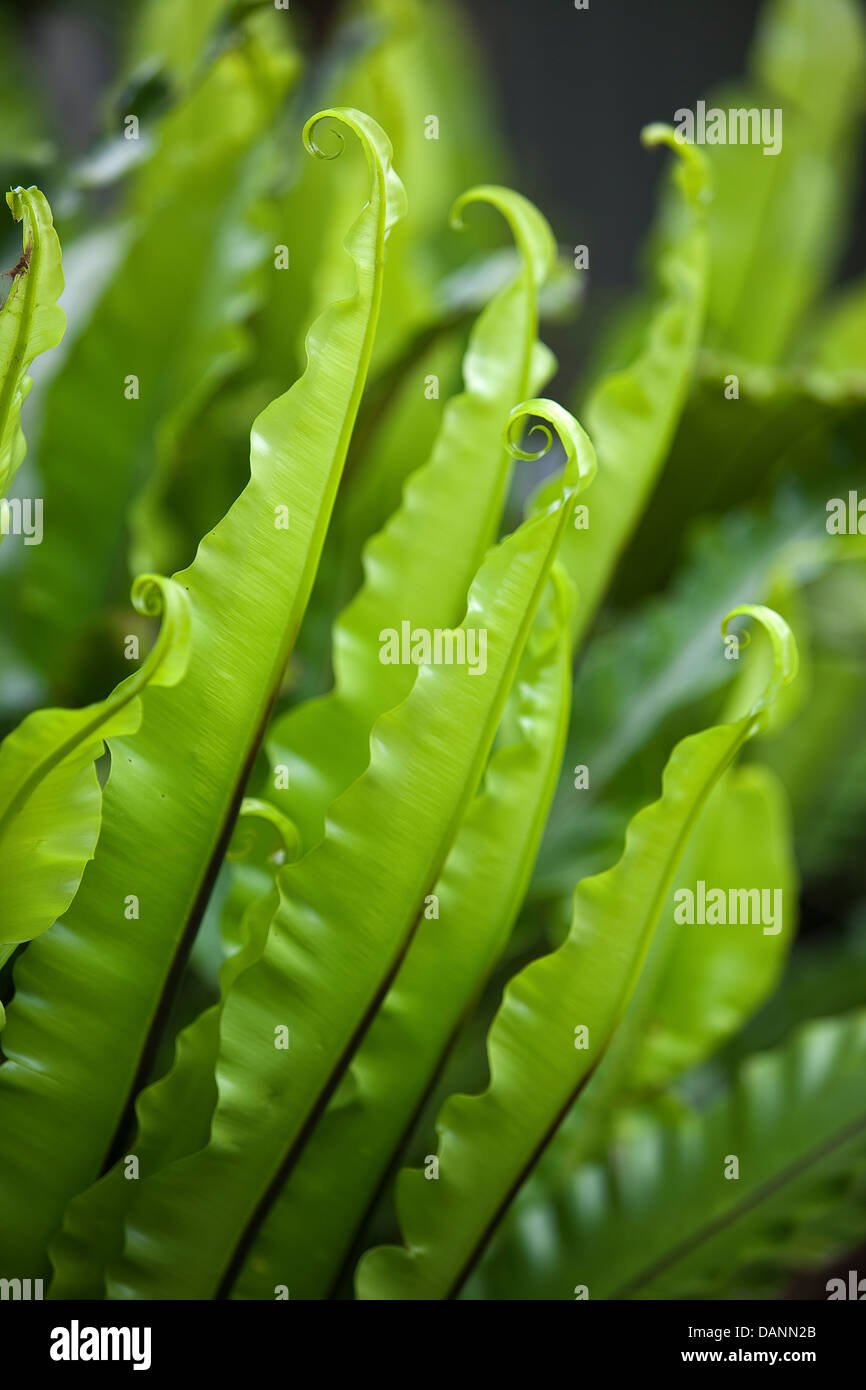 Tendrils at the ends of light green fern fronds. Stock Photo