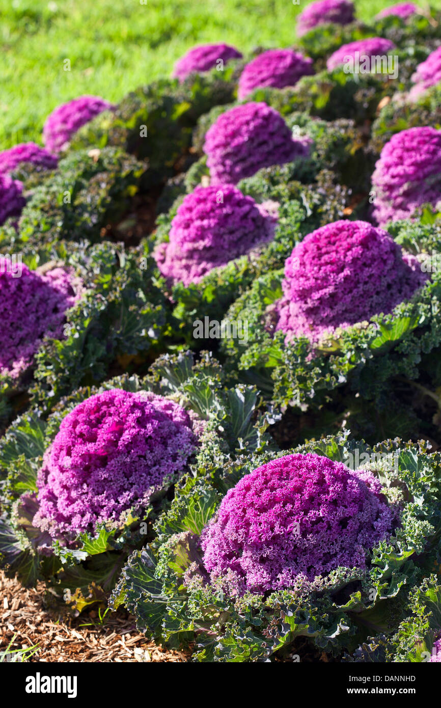 Ornamental kale hires stock photography and images Alamy
