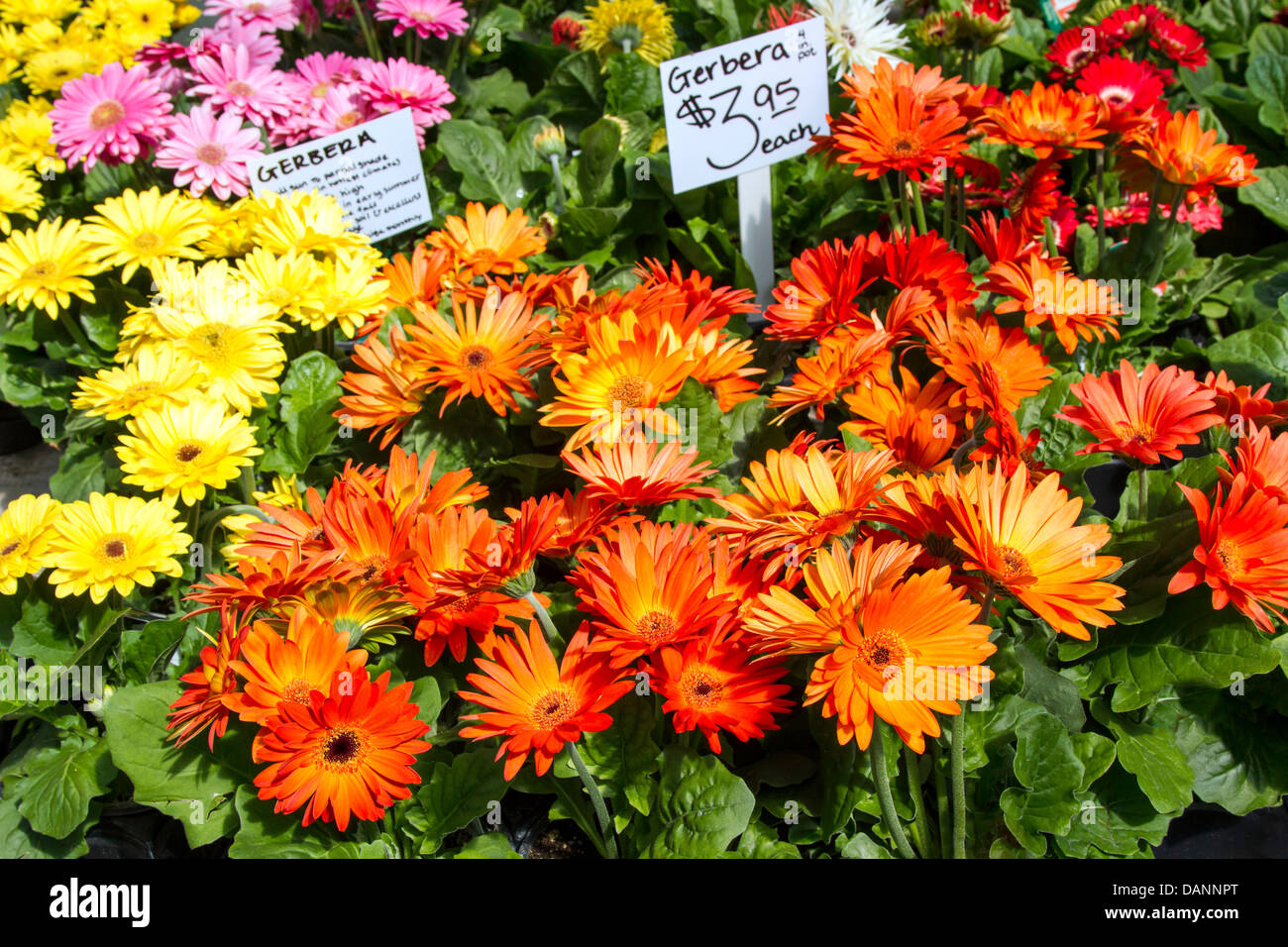 Gerbera daisies for sale at farmers market Stock Photo