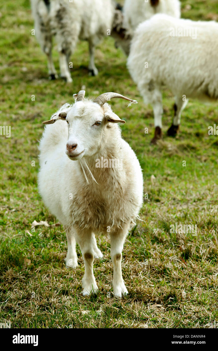 White billy goats grazing in a field Stock Photo Alamy
