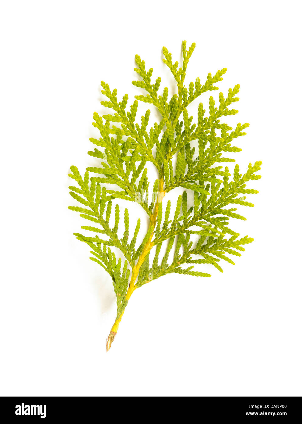 A green Thuja (cedar) leaf detail on white background Stock Photo
