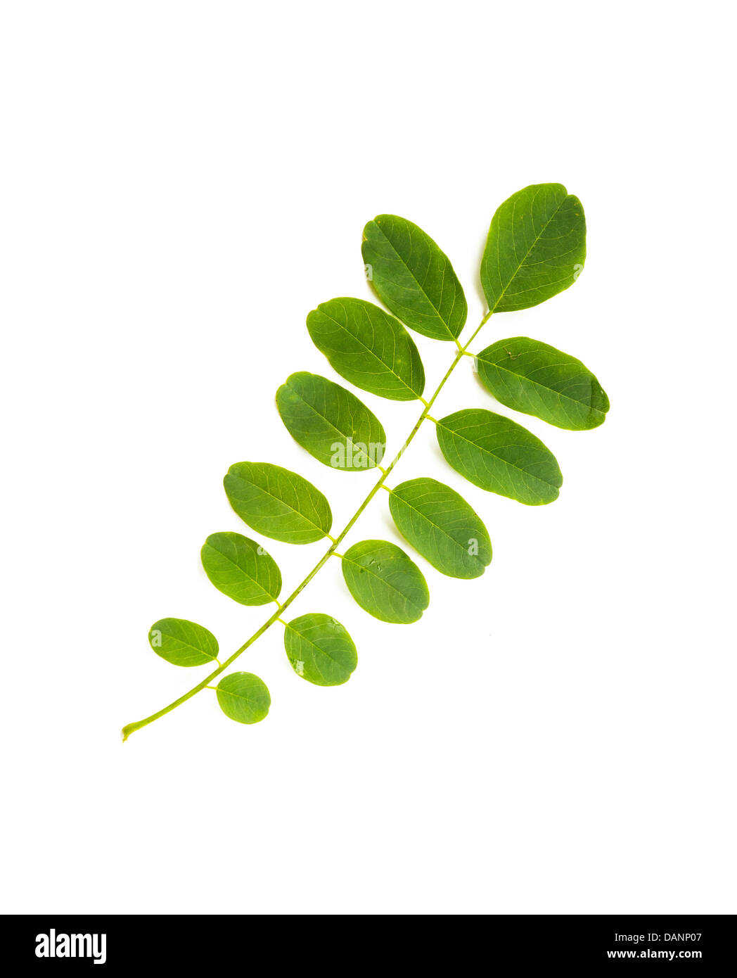 Acacia Cut Out Stock Images & Pictures Alamy