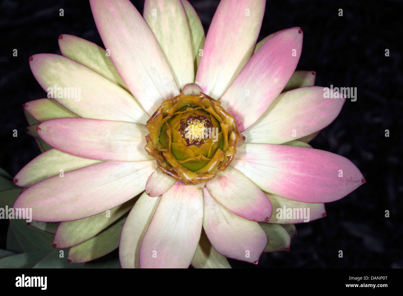 Close-up of flower centre of Male Spicy Conebush- Leucadendron tinctum- Family Proteaceae Stock Photo