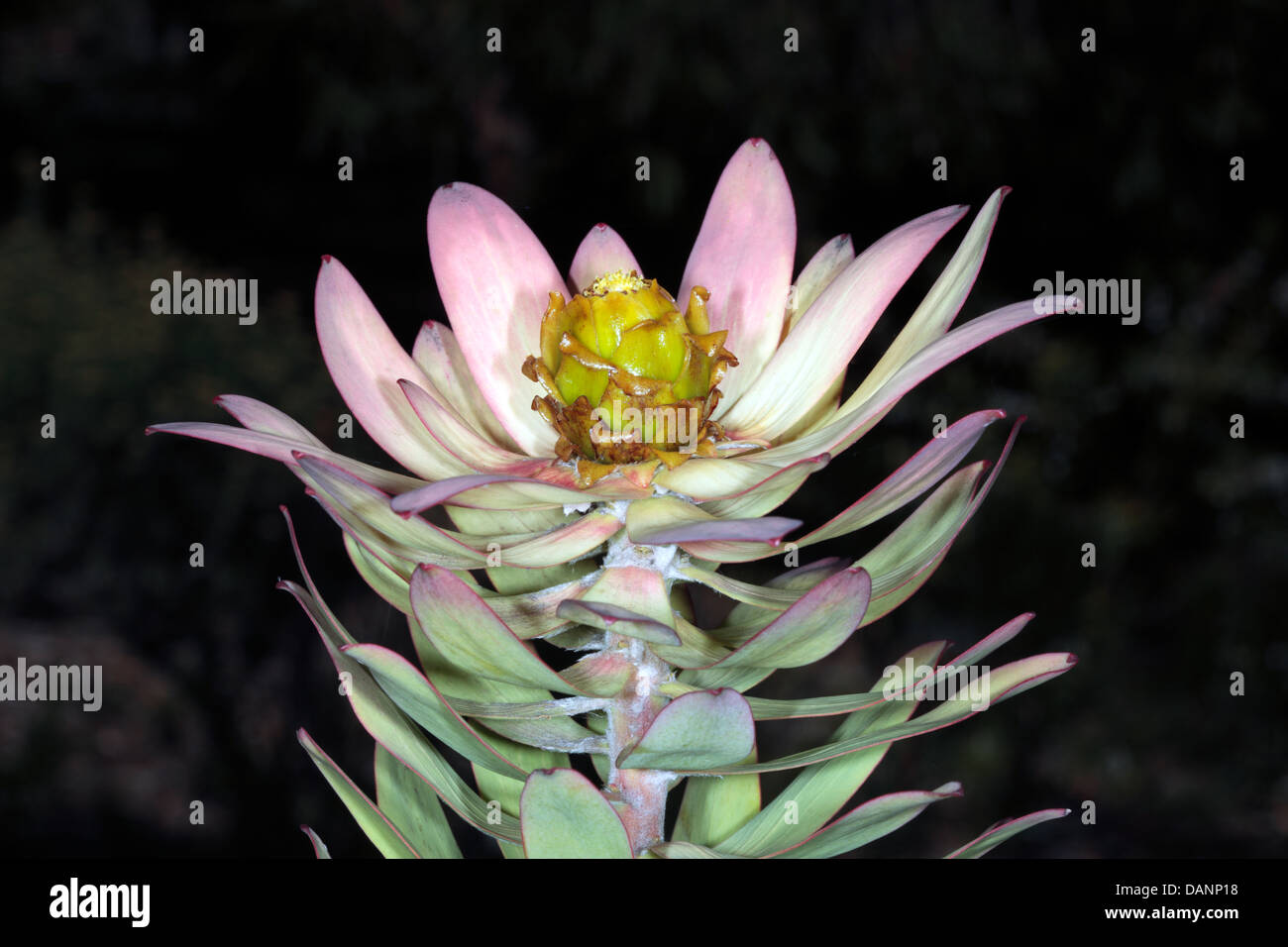 Close-up of flower of Male Spicy Conebush- Leucadendron tinctum- Family Proteaceae Stock Photo