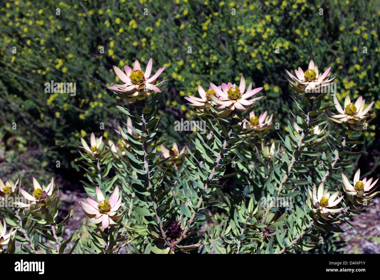 Male Spicy Conebushes- Leucadendron tinctum- Family Proteaceae Stock Photo