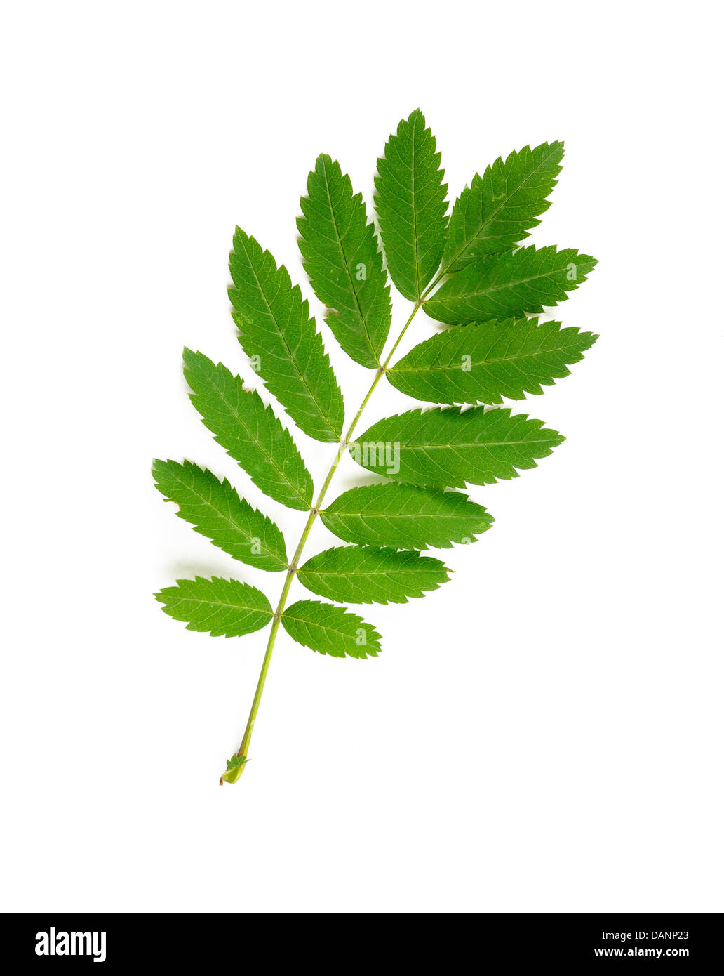 Rowan leaf Cut Out Stock Images & Pictures - Alamy